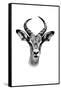 Safari Profile Collection - Antelope Portrait White Edition-Philippe Hugonnard-Framed Stretched Canvas