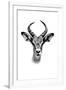 Safari Profile Collection - Antelope Portrait White Edition-Philippe Hugonnard-Framed Premium Photographic Print