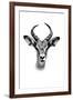 Safari Profile Collection - Antelope Portrait White Edition-Philippe Hugonnard-Framed Photographic Print