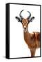 Safari Profile Collection - Antelope White Edition II-Philippe Hugonnard-Framed Stretched Canvas