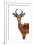 Safari Profile Collection - Antelope White Edition II-Philippe Hugonnard-Framed Photographic Print