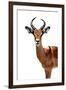 Safari Profile Collection - Antelope White Edition II-Philippe Hugonnard-Framed Photographic Print