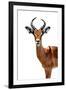 Safari Profile Collection - Antelope White Edition II-Philippe Hugonnard-Framed Photographic Print