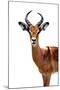 Safari Profile Collection - Antelope White Edition II-Philippe Hugonnard-Mounted Photographic Print