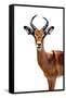 Safari Profile Collection - Antelope White Edition II-Philippe Hugonnard-Framed Stretched Canvas