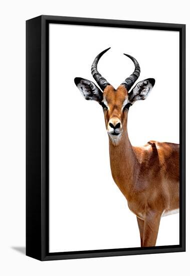 Safari Profile Collection - Antelope White Edition II-Philippe Hugonnard-Framed Stretched Canvas