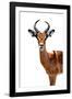 Safari Profile Collection - Antelope White Edition II-Philippe Hugonnard-Framed Photographic Print