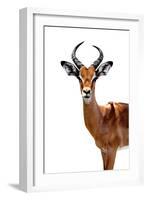 Safari Profile Collection - Antelope White Edition II-Philippe Hugonnard-Framed Photographic Print