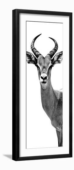Safari Profile Collection - Antelope White Edition III-Philippe Hugonnard-Framed Photographic Print