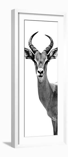 Safari Profile Collection - Antelope White Edition III-Philippe Hugonnard-Framed Photographic Print