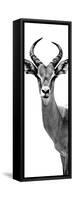 Safari Profile Collection - Antelope White Edition III-Philippe Hugonnard-Framed Stretched Canvas