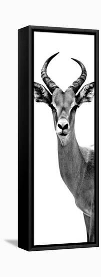 Safari Profile Collection - Antelope White Edition III-Philippe Hugonnard-Framed Stretched Canvas