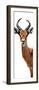 Safari Profile Collection - Antelope White Edition IV-Philippe Hugonnard-Framed Premium Photographic Print