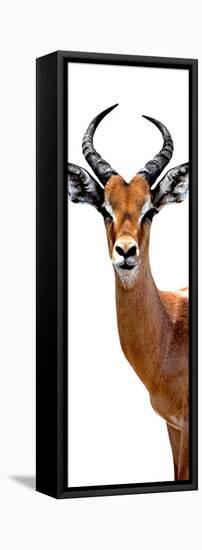 Safari Profile Collection - Antelope White Edition IV-Philippe Hugonnard-Framed Stretched Canvas
