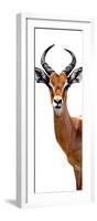 Safari Profile Collection - Antelope White Edition IV-Philippe Hugonnard-Framed Photographic Print