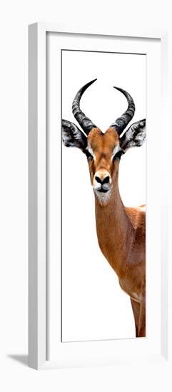 Safari Profile Collection - Antelope White Edition IV-Philippe Hugonnard-Framed Photographic Print