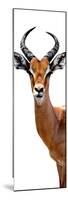 Safari Profile Collection - Antelope White Edition IV-Philippe Hugonnard-Mounted Photographic Print