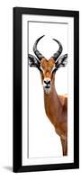 Safari Profile Collection - Antelope White Edition IV-Philippe Hugonnard-Framed Photographic Print