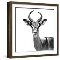 Safari Profile Collection - Antelope White Edition V-Philippe Hugonnard-Framed Photographic Print