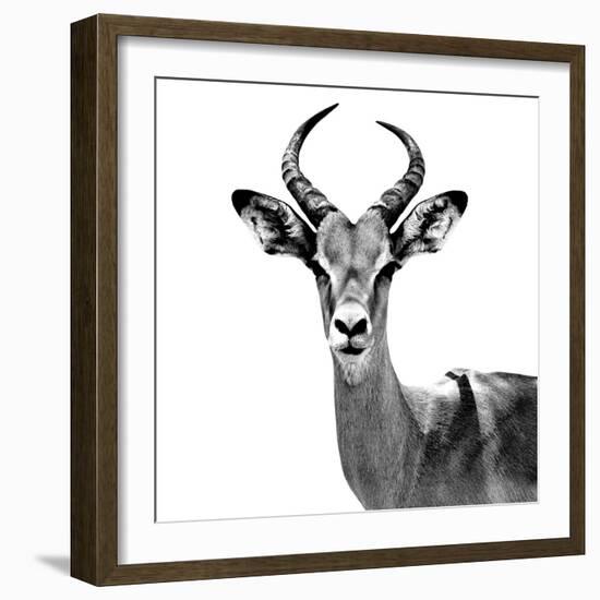 Safari Profile Collection - Antelope White Edition V-Philippe Hugonnard-Framed Photographic Print