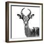 Safari Profile Collection - Antelope White Edition V-Philippe Hugonnard-Framed Photographic Print