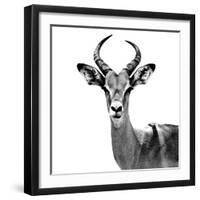 Safari Profile Collection - Antelope White Edition V-Philippe Hugonnard-Framed Photographic Print