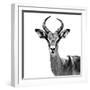 Safari Profile Collection - Antelope White Edition V-Philippe Hugonnard-Framed Photographic Print