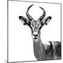 Safari Profile Collection - Antelope White Edition V-Philippe Hugonnard-Mounted Photographic Print