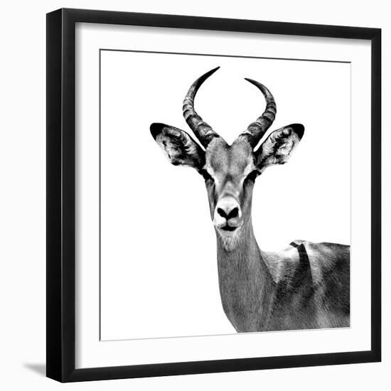 Safari Profile Collection - Antelope White Edition V-Philippe Hugonnard-Framed Premium Photographic Print