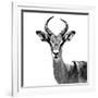 Safari Profile Collection - Antelope White Edition V-Philippe Hugonnard-Framed Photographic Print