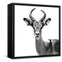 Safari Profile Collection - Antelope White Edition V-Philippe Hugonnard-Framed Stretched Canvas