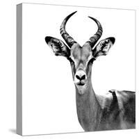 Safari Profile Collection - Antelope White Edition V-Philippe Hugonnard-Stretched Canvas