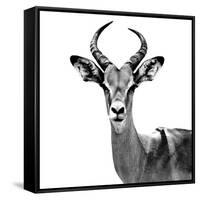 Safari Profile Collection - Antelope White Edition V-Philippe Hugonnard-Framed Stretched Canvas