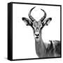 Safari Profile Collection - Antelope White Edition V-Philippe Hugonnard-Framed Stretched Canvas