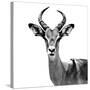 Safari Profile Collection - Antelope White Edition V-Philippe Hugonnard-Stretched Canvas