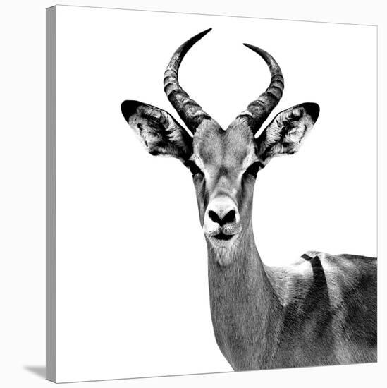 Safari Profile Collection - Antelope White Edition V-Philippe Hugonnard-Stretched Canvas