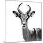 Safari Profile Collection - Antelope White Edition V-Philippe Hugonnard-Mounted Photographic Print
