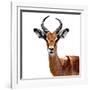 Safari Profile Collection - Antelope White Edition VI-Philippe Hugonnard-Framed Photographic Print