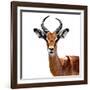 Safari Profile Collection - Antelope White Edition VI-Philippe Hugonnard-Framed Photographic Print