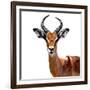 Safari Profile Collection - Antelope White Edition VI-Philippe Hugonnard-Framed Photographic Print