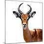 Safari Profile Collection - Antelope White Edition VI-Philippe Hugonnard-Mounted Photographic Print