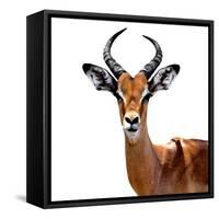 Safari Profile Collection - Antelope White Edition VI-Philippe Hugonnard-Framed Stretched Canvas