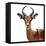 Safari Profile Collection - Antelope White Edition VI-Philippe Hugonnard-Framed Stretched Canvas