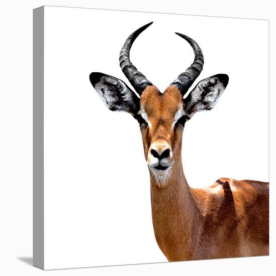 Safari Profile Collection - Antelope White Edition VI-Philippe Hugonnard-Stretched Canvas