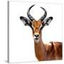 Safari Profile Collection - Antelope White Edition VI-Philippe Hugonnard-Stretched Canvas