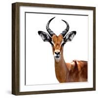 Safari Profile Collection - Antelope White Edition VI-Philippe Hugonnard-Framed Photographic Print