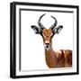 Safari Profile Collection - Antelope White Edition VI-Philippe Hugonnard-Framed Photographic Print