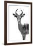 Safari Profile Collection - Antelope White Edition-Philippe Hugonnard-Framed Photographic Print