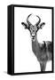 Safari Profile Collection - Antelope White Edition-Philippe Hugonnard-Framed Stretched Canvas