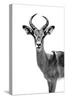 Safari Profile Collection - Antelope White Edition-Philippe Hugonnard-Stretched Canvas